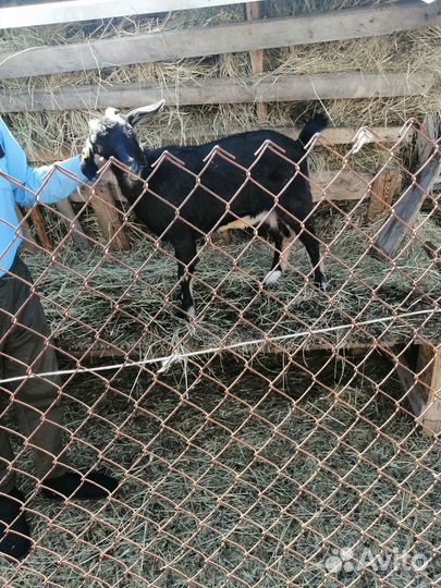 Козочки молодые