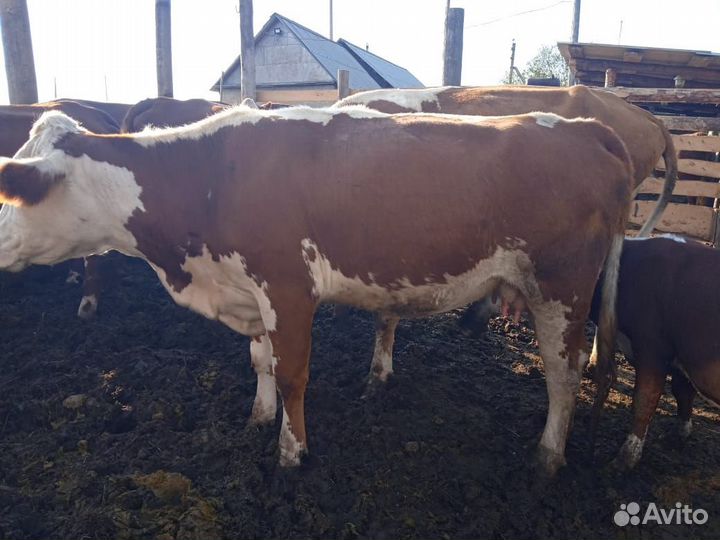 Казахская белоголовая