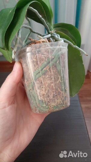 Орхидея Liu's Beauty Taiwan