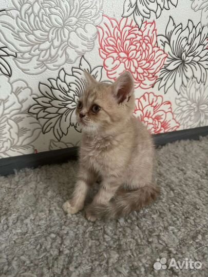 Британские котята