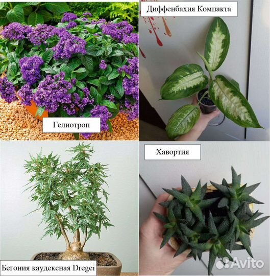 Большой выбор комнатных растений