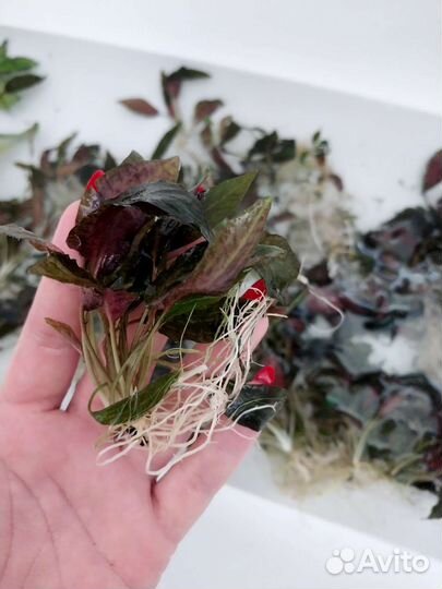 Криптокарина