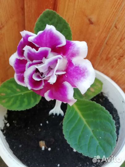 Глоксиния. Листы