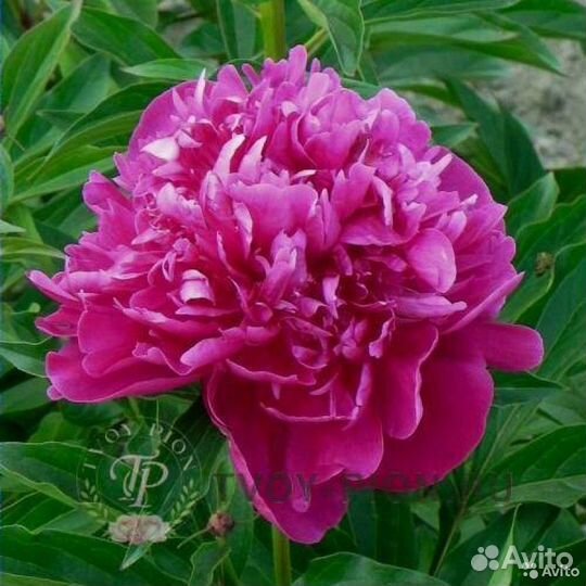 Пионы, флоксы многолетние