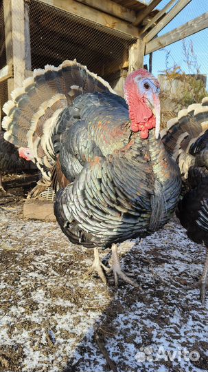 Индюки северокавказкие бронзовые