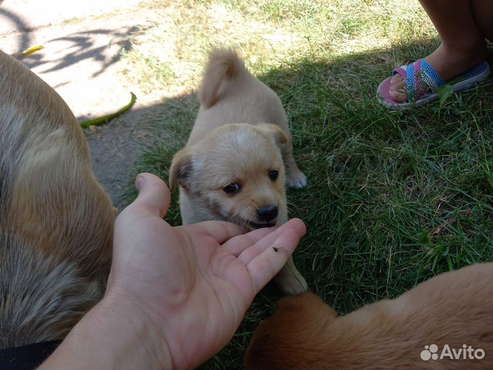 Отдам бесплатно