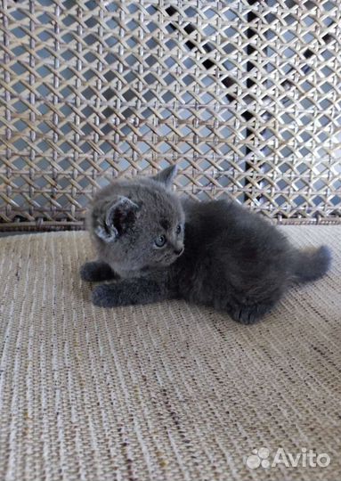 Шотландские котята