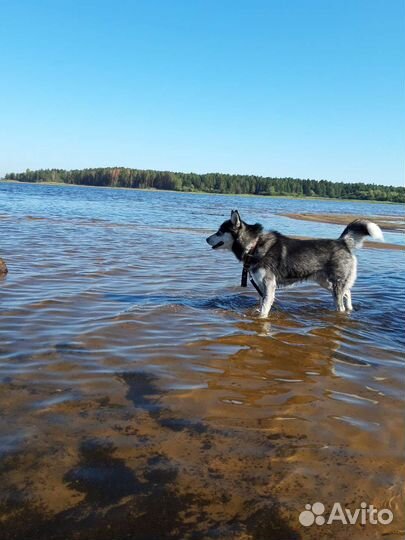 Сибирский хаски (вязка)