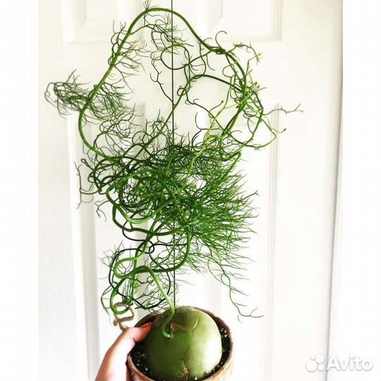 Суккулент Schizobasis Intricata