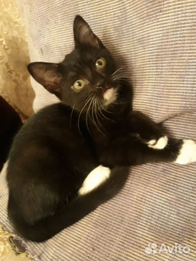 Котёнок в добрые руки