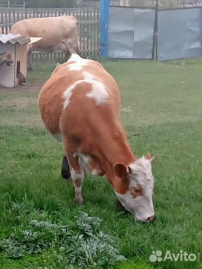 Телка стельная