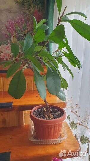 Домашние декоративные растения