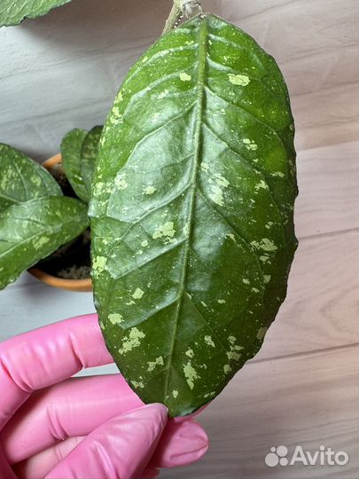 Хойя Aceh splash