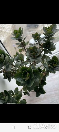 Каланхоэ лечебное