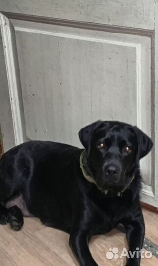 Щенки лабрадора черные