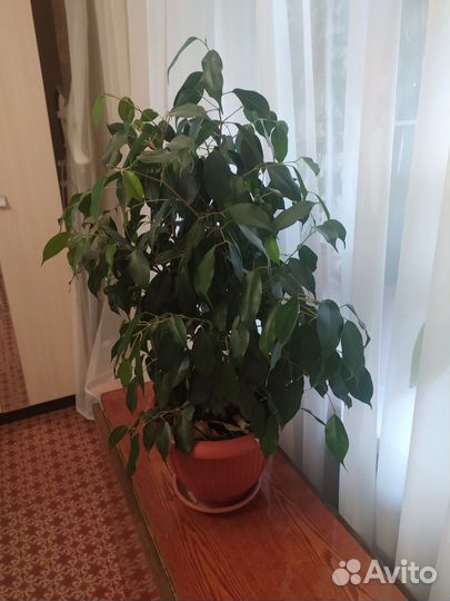 Фикус бенджамина