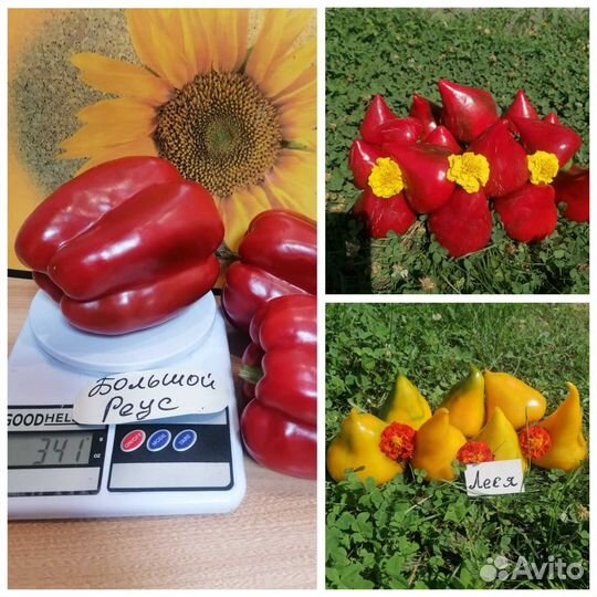 Семена сладких сортовых перцев