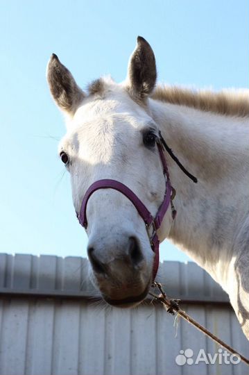 Продам кобылу