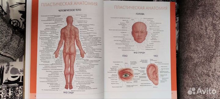 Атлас анатомии человека