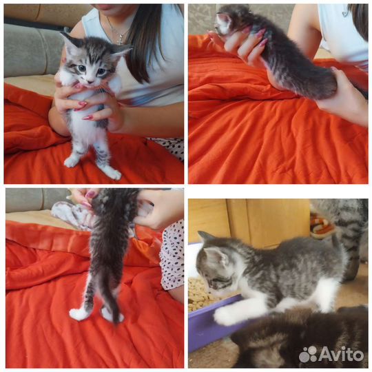 Кошка в дар