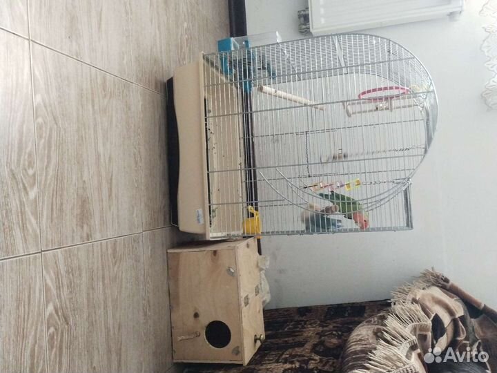 Попугай неразлучник