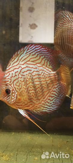 Дискусы, Аквариумные рыбки