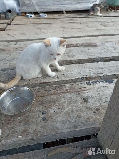 Котята в добрые руки бесплатно