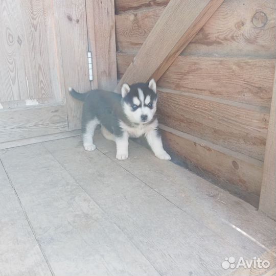 Щенки сибирской хаски