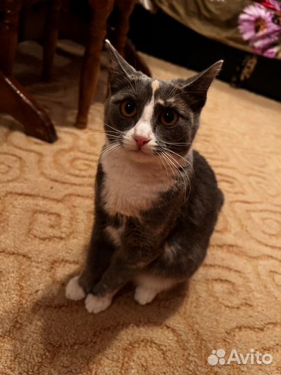 Кошки бесплатно