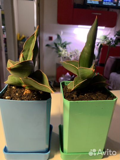 Сансевьерия самурай