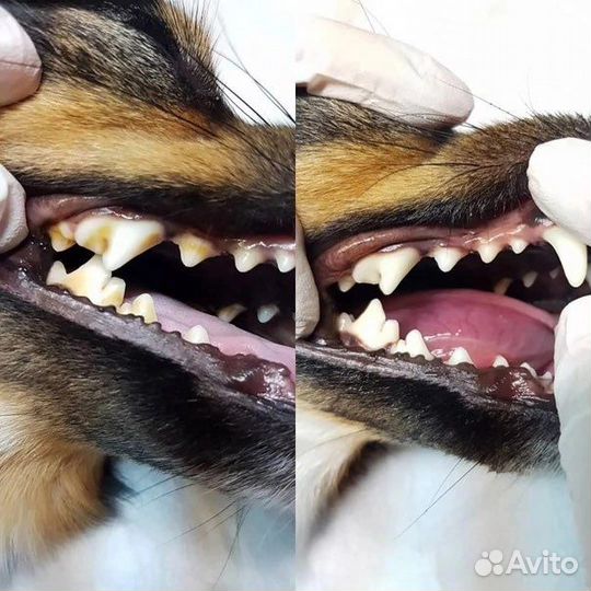 Чистка зубов собакам,кошкам