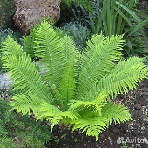 Многолетние цветы