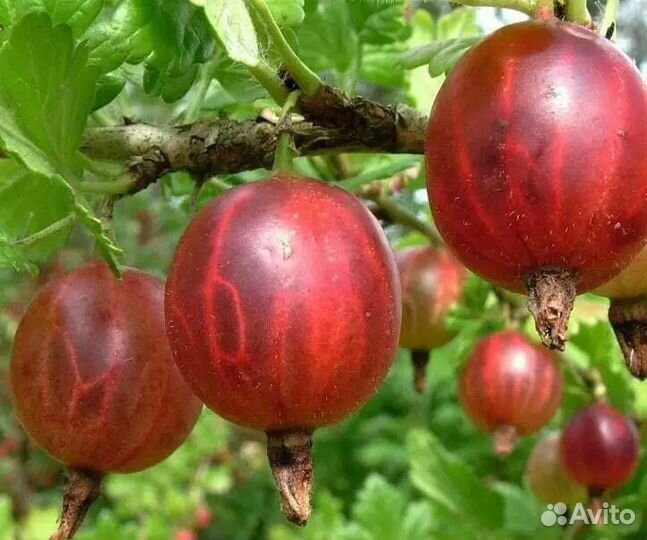 Саженцы Крыжовника Колобок