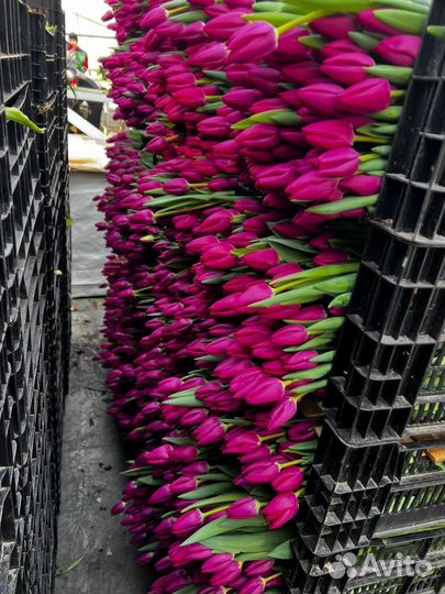 Тюльпаны опт и розница