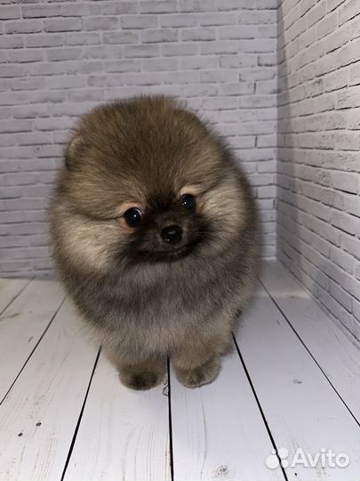 Померанский шпиц медвежьего типа мини
