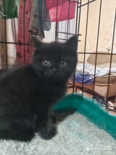 Девочка Черри 2 мес