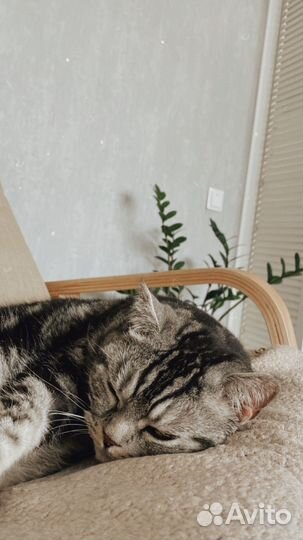 Кот британец в добрые руки