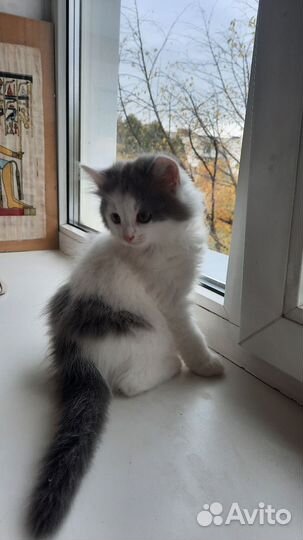 Котенок
