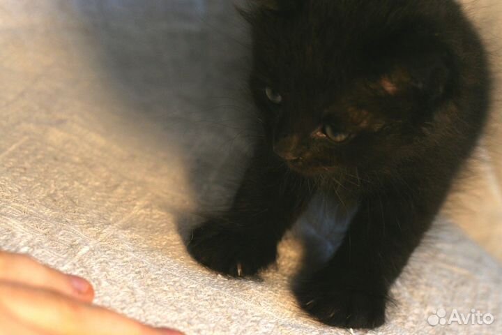 Котенок мальчик 1 месяц черный ищет друга