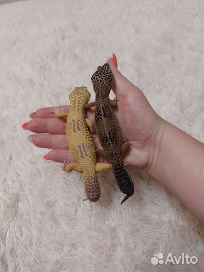 Эублефары пара