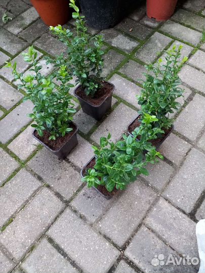 Самшит буксус