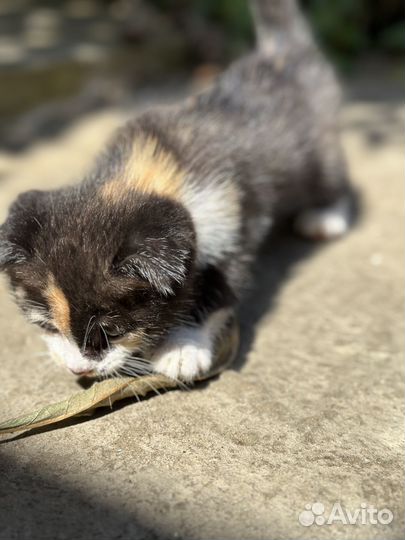 Вислоухие котята бесплатно