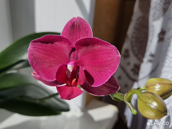 Орхидея фаленопсис 