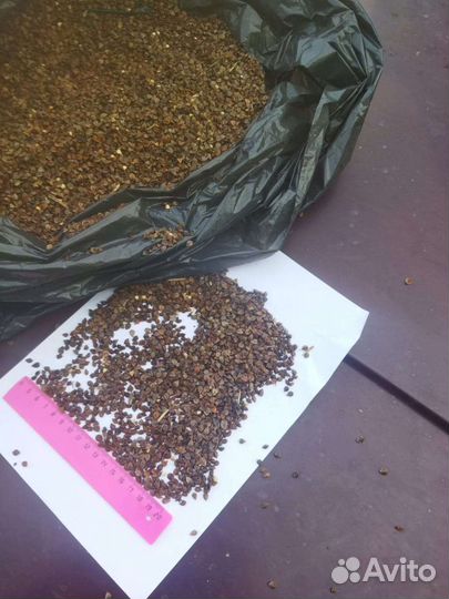 Семена гречихи