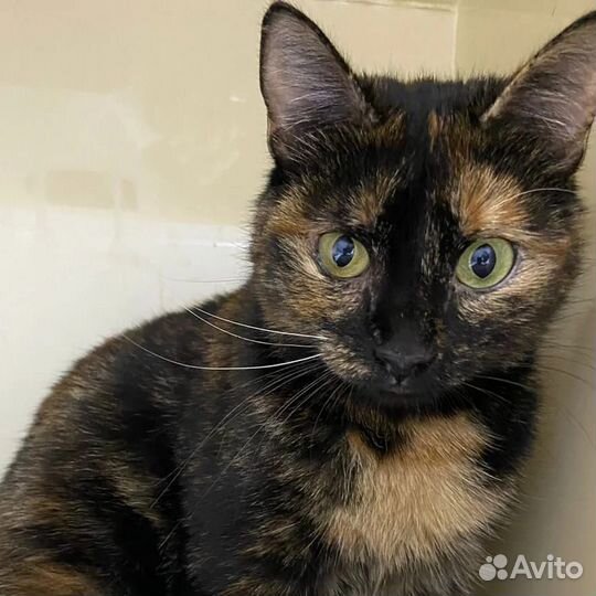 Лика. Не только черному коту не везёт