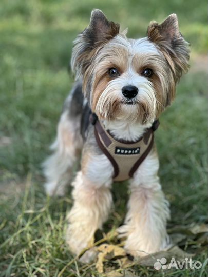 Бивер вязка