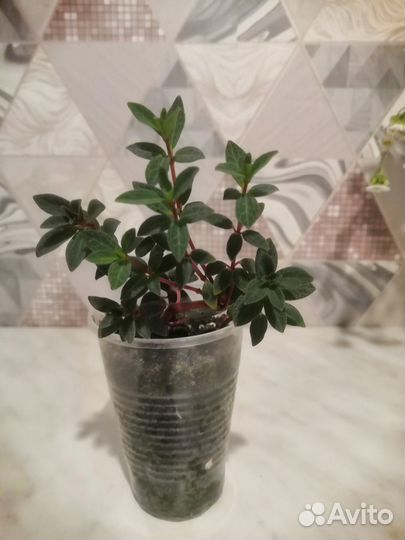 Комнатные растения ч. 3