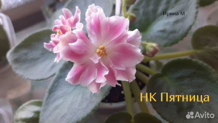 Продажа черенков, стартеров и цветущих фиалок