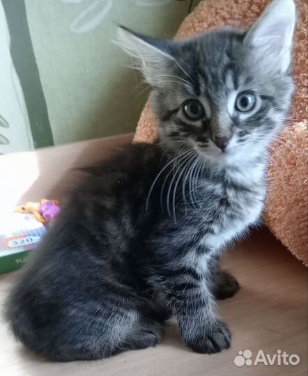 Отдам бесплатно