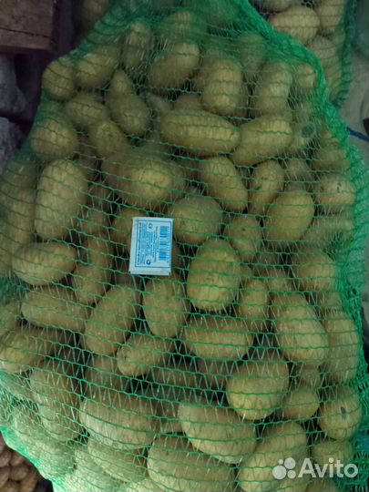 Картофель домашний